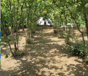 hazelnoot plantage