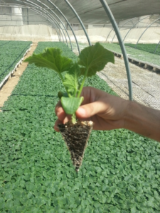 Sapro agro in Jordanie